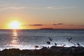 Birds on coast at sunset