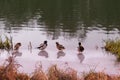 Birds are cold on the lake. Ducks overwinter on the freezing river. Problems of birds in ice-covered reservoir Royalty Free Stock Photo