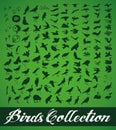 Birds Collection Royalty Free Stock Photo