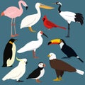 Cartoon birds collection. Different species of birds vector set Royalty Free Stock Photo