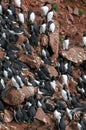 Birds colony on West seashore of Iceland.