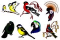 Birds color collection