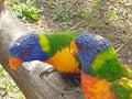 Birds colorful friends