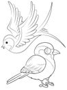 Birds Coloring Page