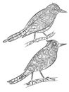 Birds coloring pages. Flying wild canary with linear floral pattern on their body vector cartoon illustrations