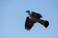 Common Wood Pigeon, Pigeon, Columba palumbus