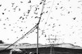 Birds, Corvus frugilegus, sitting on wire lines Royalty Free Stock Photo