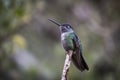 Birds of Costa Rica Green crowned brilliant Heliodoxa jacula.