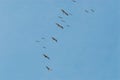 BIRDS- Costa Rica- A Large Flock of Pelicans Flying High Overhead