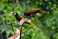 BIRDS- Costa Rica- Wild Black Oropendolas Enjoying Fruit