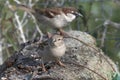 birds couple sparrows resting on a wood