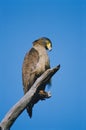 Birds Crested serpent eagle spilornis cheela Royalty Free Stock Photo