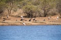 Birds and crocodiles on the bank of dam with impala approaching Royalty Free Stock Photo