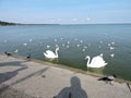 Birds on Curonian Lagoon shore Royalty Free Stock Photo