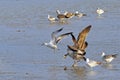 Birds of Cutler Bay Wetlands