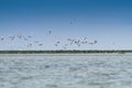 Birds of Danube Delta in Romania. A flock of a lot of pelicans flying over the waters Royalty Free Stock Photo