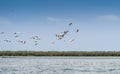 Birds of Danube Delta in Romania. A flock of a lot of pelicans flying over the waters Royalty Free Stock Photo