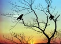 Birds in Tree at Dawn Royalty Free Stock Photo