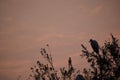 Birds  at dawn Royalty Free Stock Photo