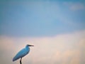 Birds daydream on the beach in the afternoon.