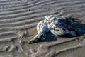 Birds dead on the beach north sea Royalty Free Stock Photo