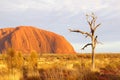 Birds, dead tree and Uluru sunrise at dawn, Australia