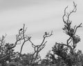 Birds in Dead Trees in a Florida Swamp in B&W Royalty Free Stock Photo