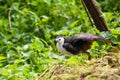 Birds in the deep froest. Royalty Free Stock Photo