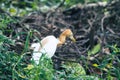 Birds in the deep froest. Royalty Free Stock Photo