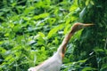 Birds in the deep froest. Royalty Free Stock Photo