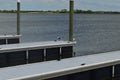 Birds on the dock of the ICW