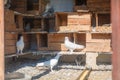 Birds, doves in the dovecote Royalty Free Stock Photo