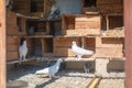 Birds, doves in the dovecote Royalty Free Stock Photo