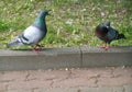 Birds doves on a stone pavement background