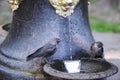 Birds drink from a water source Royalty Free Stock Photo