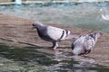 Birds refreshing at summer. City pigeons drinking fresh water.