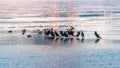 Birds and Ducks on Han river covered with ice in Winter,Korea. Royalty Free Stock Photo