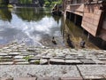 Ducks Birds on Stone near Water swimming nature