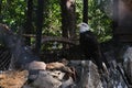 Birds eagles in captivity, captives of the zoo