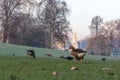 Birds in early winter morning in St James's park Royalty Free Stock Photo