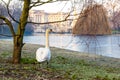 Birds in early winter morning in St James's park Royalty Free Stock Photo