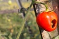 Birds eat red tomatoes with hollow green stems in a rural tomato plantation in Klaten, Central Java.