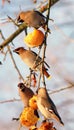 Birds eating apples