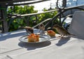 Birds eating pizza. Sparrow picking bread crumb on a restaurant table Royalty Free Stock Photo