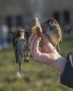 Birds eating from child's hand