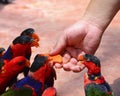 Birds eating fruit from hand Royalty Free Stock Photo