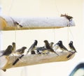 Birds eating in group from a bamboo feeder. Royalty Free Stock Photo