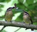 Birds eating a moth (4)