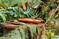 Birds eating out of a dish in the tropical greenhouse in Grand Rapids Michigan