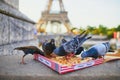 Birds eating pizza leftovers near the Eiffel tower Royalty Free Stock Photo